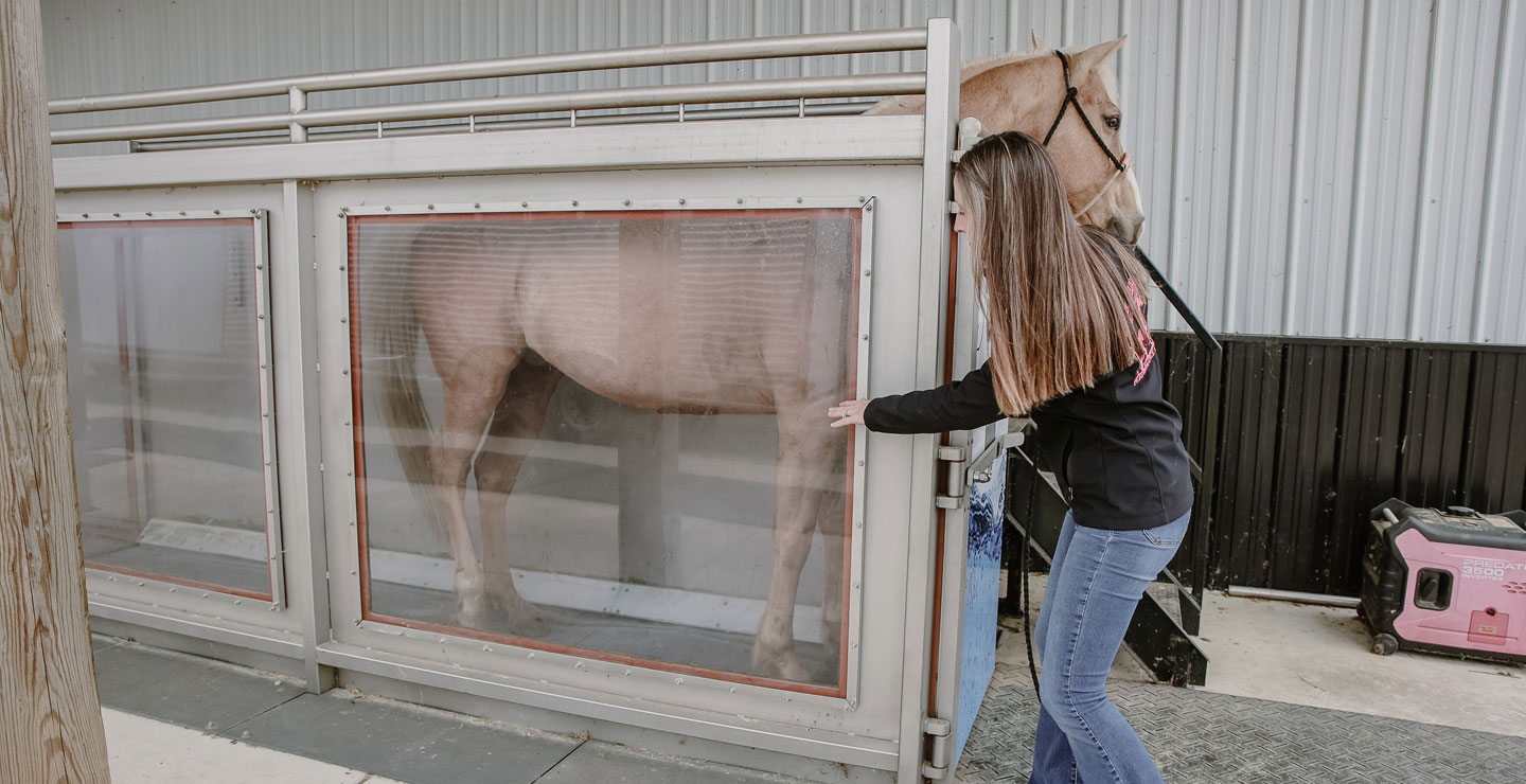 Amanda Morgan, de Morgan Dairy Performance Horses, con una chaqueta negra, conduce un caballo palomino hacia una cámara de terapia.